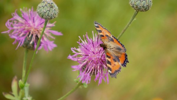 Mit dem Handy Schmetterlinge zählen Mit dem Handy Schmetterlinge zählen