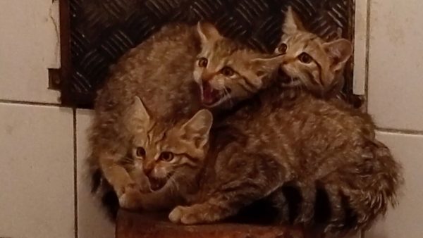 Impfung für kleine Kratzbürsten Impfung für kleine Kratzbürsten