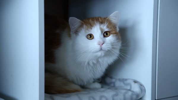 Allerhand aus’m Tyroler Land: Tirols erstes Katzenseniorenheim
