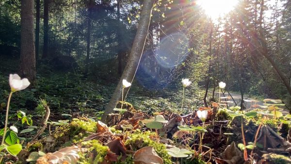 Allerhand aus’m Tyroler Land: Wadspaziergang