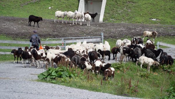 800 Schafe kommen nach Hause