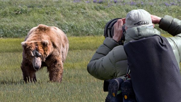 Ein Treffen mit 32 Grizzlybären Ein Treffen mit 32 Grizzlybären