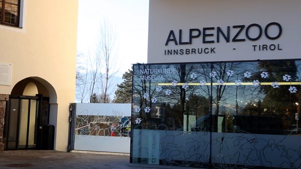 Neuer Zuwachs im Alpenzoo Neuer Zuwachs im Alpenzoo