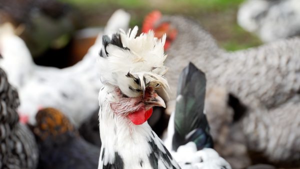 Die glücklichsten Hühner Tirols