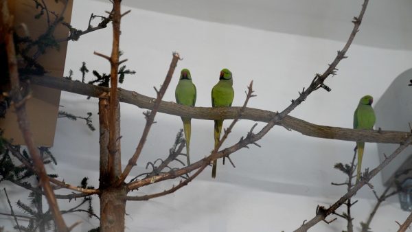Neue Vogelvolieren für den Alpenzoo